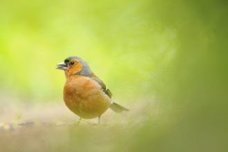 Chaffinch