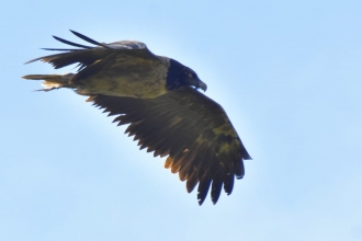 Bird of Prey Bearded Vulture