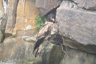 Bird of Prey At Roost Site