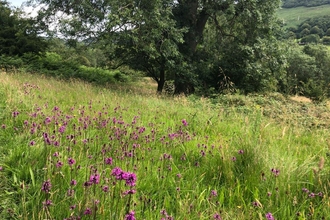 Thornhill Carr Nature Reserve