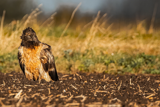 Bearded Vulture