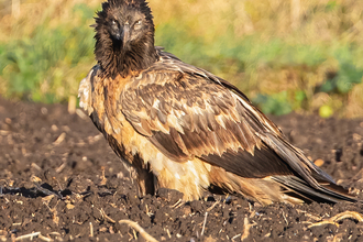 Bearded Vulture