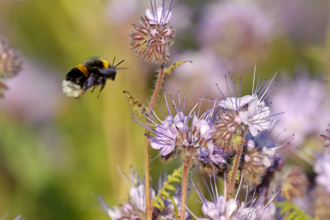 buff tailed bumble bee