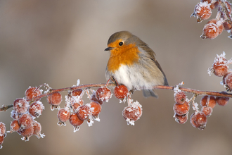 robin winter