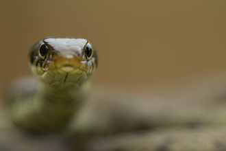 Grass Snake