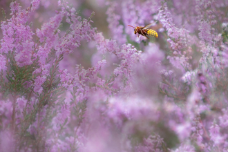 Hornet
