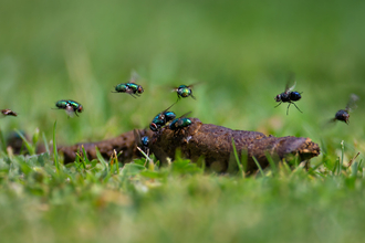 Flies over poo