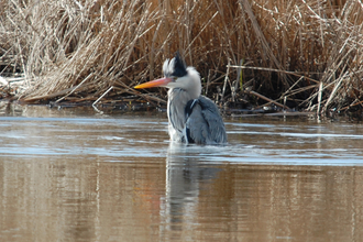 Heron Bathing at Golden Brook