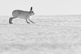 Derbyshire Hare