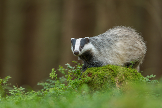 Badger - NOT TO BE USED AFTER 2021