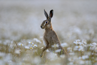 Hare Summer