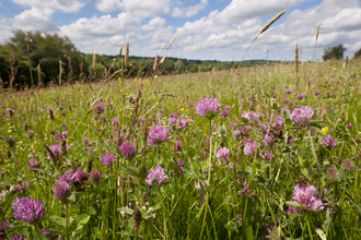 Clover field wildflowers