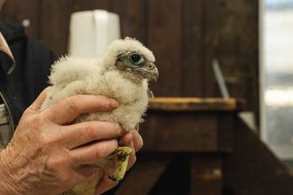 Derby cathedral peregrine chick