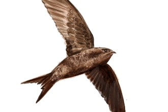 Swift illustration