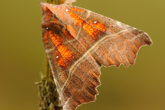 Herald moth