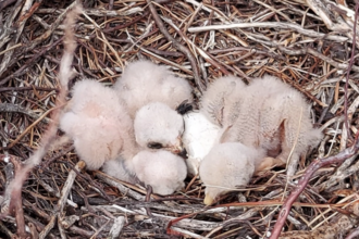 Four hen harrier chicks 15th June 20201