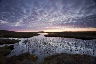 Pools and bog peatland