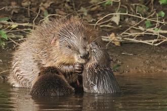 Beavers