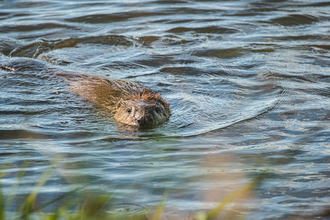 Beaver swimming