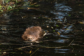 Beaver swimming