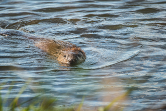 Beaver at Willington Wetlands