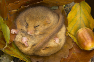 A dormouse surrounded by autumn leaves.