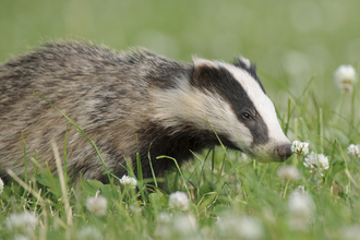 Badger