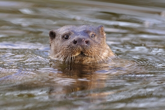 Otter