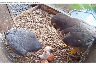 Peregrine chick 2022