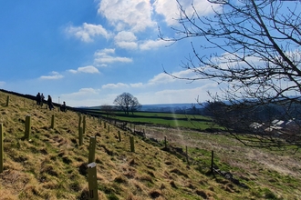 Tree planting