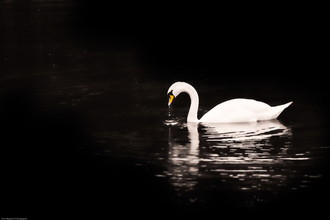 Mute swan