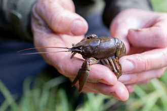 White-clawed crayfish