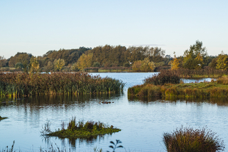 a landscape view of wetlands with water and reeds