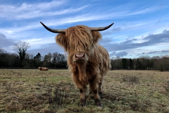 cow grazing