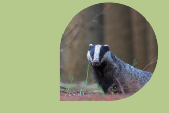 a badger looking towards the camera