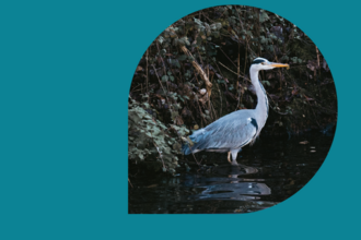 A heron stood in the water next to the bank