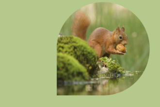 A red squirrel holding an nut next to water and mossy rocks