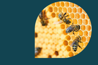 close up of bees and honeycomb