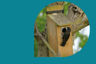 bird on a birdbox attached to a tree