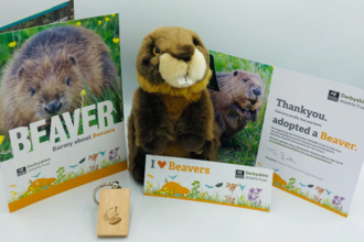 beaver adopt