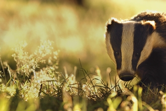 a badger in a field bathed in golden sunlight