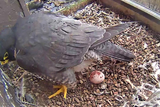 First peregrine egg 2023 Derby