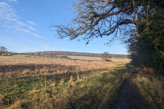 A view of the edge of the feild
