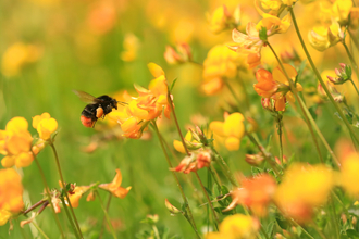 Red-tailed bumblebee