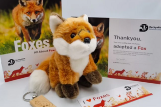Fox adoption pack