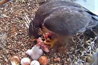 first peregrine of 2023