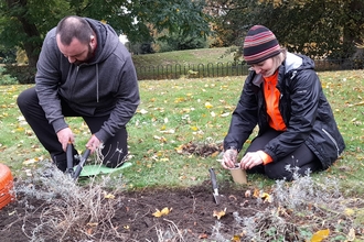 two people trimming and potting lavender 