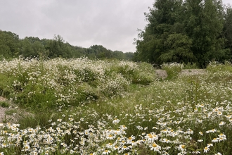 grasslands