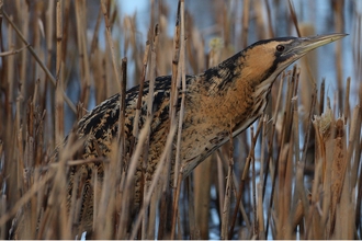 Bittern by Tim Stenton