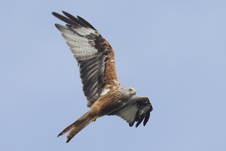 Red kite flying